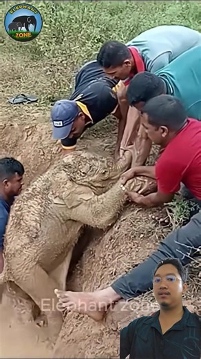 Heartwarming Rescue: Saving a Baby Elephant from a Well! 🐘🆘 #Rescue #Elephant #Nature #Viral ❤️