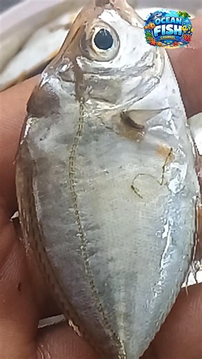 Amazing Small Silver Fish Catch | Fresh Sea Fish Found | #shorts