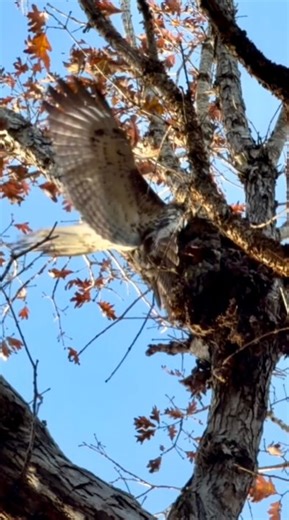 Michael on Instagram: "Flare had to work hard for this squirrel #falconry #hunting #redtailedhawk #birdsofprey"