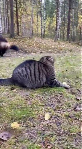 Cat vs Wolverine! The most aggressive Animal in the World