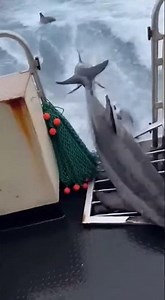 Explosive impact of dolphins hitting boat stern fleeing from deep sea predator