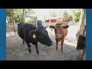 New cows arrive at Columbus Zoo