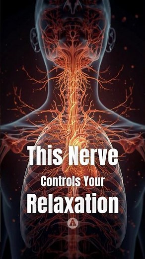 The Vagus Nerve: Your Body's Superhighway #biology #health #anatomy