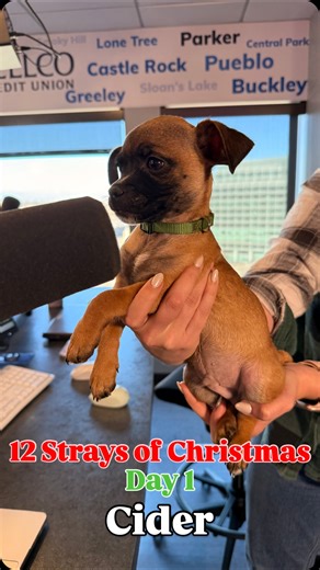 1.1K views · 171 reactions | Meet the first stray of our 12 Days of Strays! Here’s Cider! He’s a 10 week old chihuahua pug mix. He’s so sweet and friendly! If you’d like to adopt Cider, or want to help @lolasrescue, follow the link in bio ❤️ | The Slacker Show | Facebook