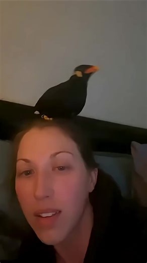 Smart Crows Imitating Human Voices