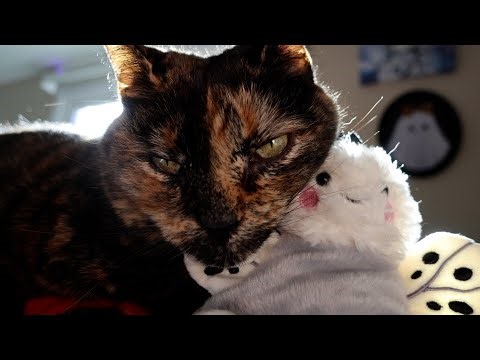 Pretty cat snuggles with toy