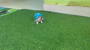 3.6K views · 118 reactions | Desperately Hunqry!! Tny NB Bill Raise Hand Vry High To Request MOM For His Milk Part 1 | Monkey Wild | Facebook