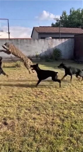 Leopard Breaks Into Dobermans’ Yard in Broad Daylight |