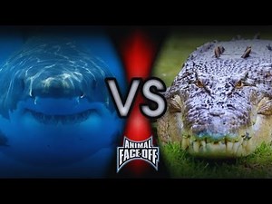 Animal Face-Off: Great White Shark vs Saltwater Crocodile Full Battle