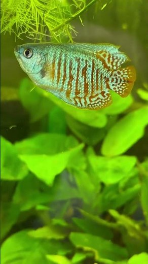 Gorgeous Dwarf Neon Blue Gourami - A Tiny Splash Of Color!