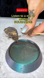 1.4M views · 13K reactions | Have you ever heard a moth squeak? Send...