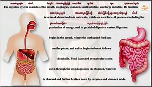 GED Science Life Science Lesson 3 Human Body System Part 5 | အရုဏ် - Online Class