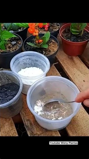 Want to Discover How to Take Care of Your Plants? Check out the full videos on the channel! - @we...
