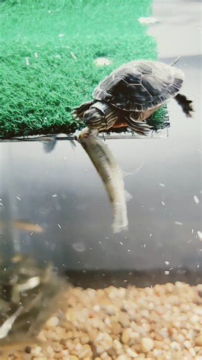 Baby Turtle 🐢 feeding on Crappie Minnow