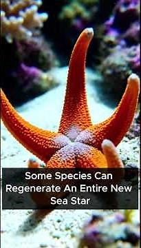 Sea Star Regeneration – How It Grows Back Lost Arms