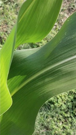 🌽 #maize #corn #global #natureshorts #viral