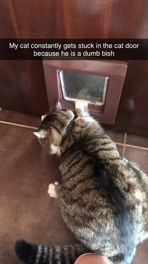 Hilarious Cat Fails Compilation: Dumbest Cats Getting Stuck Everywhere!