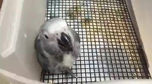 2.4K views · 81 reactions | Congo African Grey baby | Golden Cockatoo Birdstore | Facebook