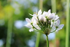 How to Grow Garlic Chives (Chinese Flowering Leeks, Allium tuberosum) - Gardening Channel