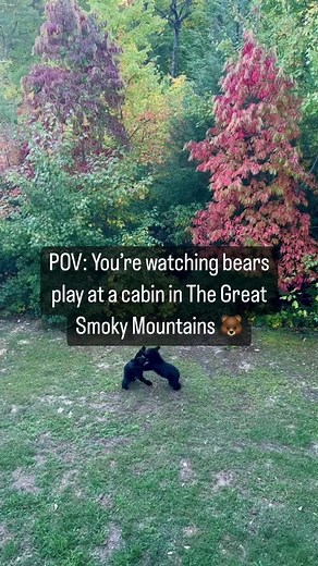Explore the Great Smoky Mountains: Bears, Cabins, and Stunning Views