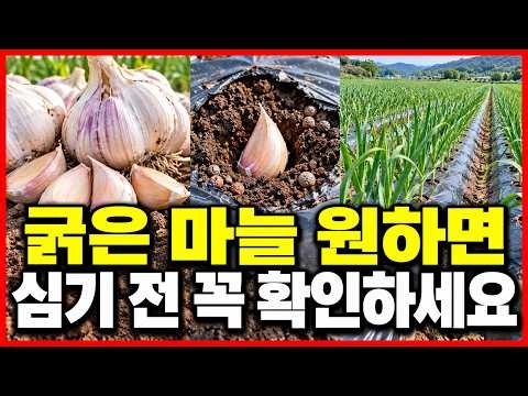 굵은 마늘농사 이것부터 꼭 확인하세요 (밭만들기, 심는시기, 심는방법, 마늘재배법 총정리) #마늘재배 #마늘심는시기