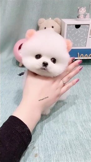 Tea Cup Pomeranian Dog Price in India | Low Maintenance Small Dog Breeds in India #dog #viral #small