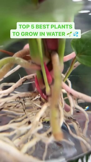 ... We're obsessed with these water-loving plants 😍 Have you tried to grow your plants in water? Share your experiences in the comments! 👇️ Credit: @peoplewithplants_official Visit: https://www.plantgardener.com/ #plantgoals #plantsofinsta #waterlovingplant #plantgrowth #monstera #pothos #anthurium #philodendron #peacelily #waterplants