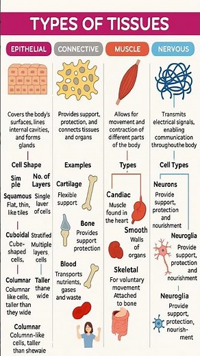 types of tissue in the body easy notes for nursing students #tissue #types #nurse