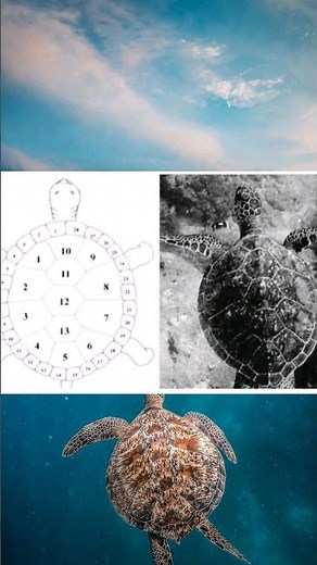 Nature's Calendar: Turtle Shells and the Moon