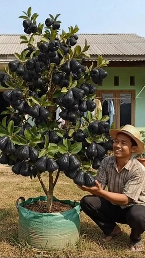 Bibit Jambu Air Hitam Viral - Panduan Lengkap