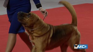 17K views · 13 reactions | Their most famous features are a long, wrinkled face with loose skin; huge, drooping ears; and warm, deep-set eyes that complete an expression of solemn dignity. Meet the Bloodhound! | AKCtv | Facebook