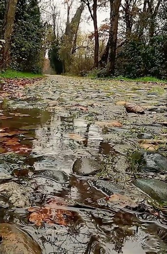 Autumn Rain – Peaceful Rain Sounds (Preview)