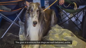 Dog Manners Training