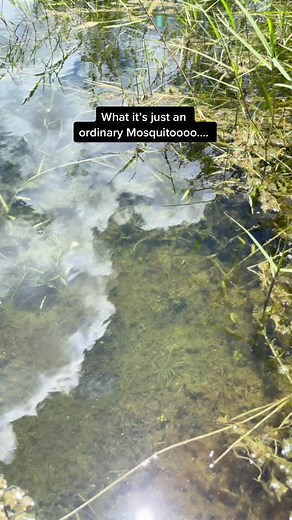 Its like a ✨shiny✨ version. 🤩 #fishing #inaturalist #mosquitofish