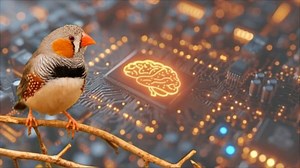 Researchers Create ‘Wiring Diagram’ for Key Songbird Brain Region | Newswise