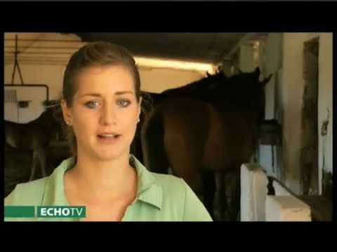 A lótartási technikák