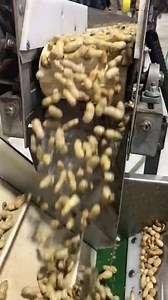 1K views · 23 reactions | The final tour stop for the #2019GPT visited Hardy Farms Peanuts in Hawkinsville. Check out this slow motion video of freshly washed green peanuts coming down the line. You can purchase boiled peanuts from Hardy Farms road side stands across the southern part of Georgia. 樂 | Georgia Peanuts | Facebook