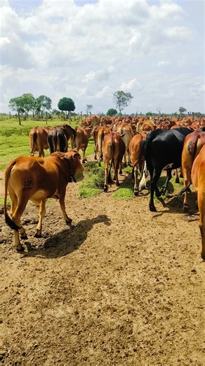 Cows on TikTok: A Fun Look at Our Favorite Farm Animals