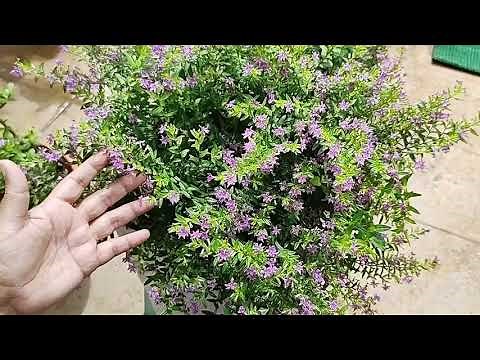 How to grow and take care of Mexican Heather(Cuphea Hyssopifolia )