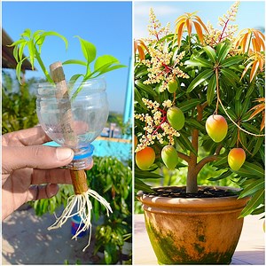 20K views · 156 reactions | Amazing water propagation for growing mango plant from cutting | Tips & tricks for seasonal plants | Rana Craft | Facebook