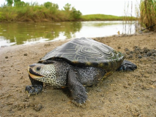 德州钻纹龟(Malaclemys terrapin littoralis)