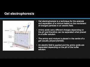 B.2.5 Explain how proteins can be analysed by chromatography and electrophoresis.