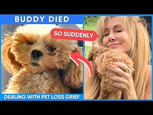 Goodbye Buddy...R.I.P ❤️ Pet Loss And Grief!
