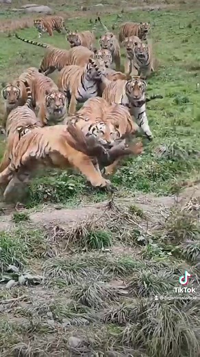 #tigerking #tigers #tiger🐅 #animalworld #wildlife #wildanimals #wild #wildtiger #animals #playunknownbattleground #outofafrica #foryou #fyg