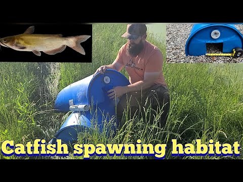 Catfish spawning habitat | KOAM Outdoors Fishing