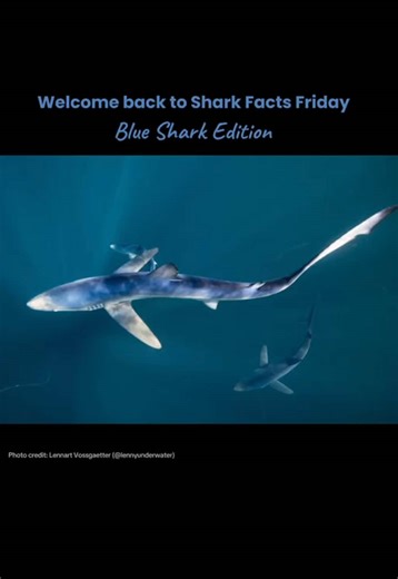 Gillian Shark on TikTok