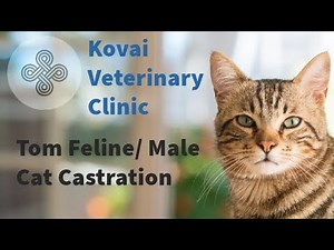 Tom Feline/ Male Cat Castration Procedure.