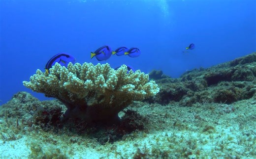 珊瑚里的多莉一家