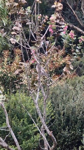 Red wattlebird morning call. #birdssinging #birdssounds | Nature's Eye