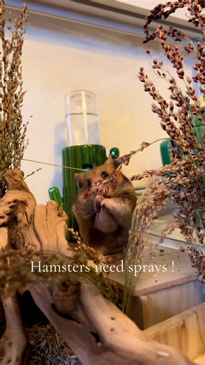 Essential Spray Benefits for Hamsters